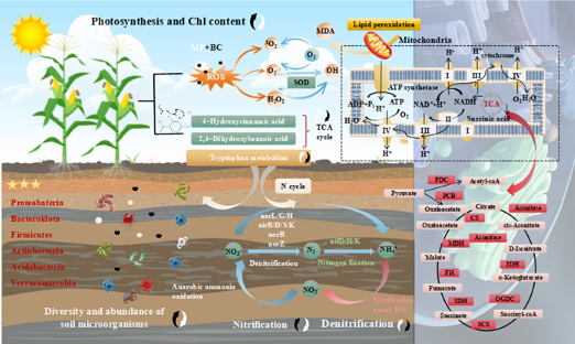 生物炭助力植物抵抗微塑料污染