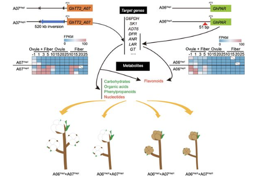 多组学联合分析解析棉花代谢调控网络 多组学联合分析解析棉花代谢调控网络