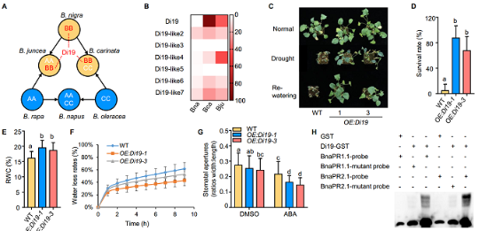 优势近缘种为油菜抗性改良提供新路径 优势近缘种为油菜抗性改良提供新路径