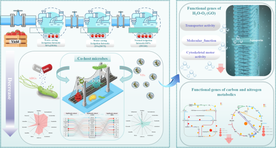 节水灌溉可降低土壤-作物系统抗生素耐药致病风险